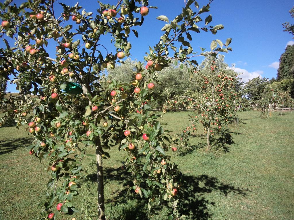 Earthsounds Country Cottage Taumarunui Esterno foto